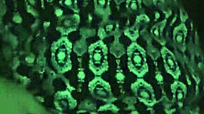 Bent Over Doggystyle Groping Tits