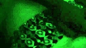 Bent Over Doggystyle Groping Tits