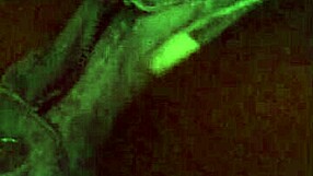 Oh wow, fucking that hot brunette in lingerie during interracial oral and masturbation session!