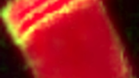 Intense Late-Night Blowjob for Jock in Bed