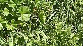 Slut Milf Brunette Gretala Excitedly Squirts In Meadow Cave!