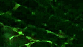 She Struggles to Swallow the Too-Long Ebony Cock.