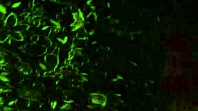 Big Juicy Milf's Ass Fucked By Younger Guy In Homemade Scene