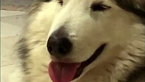 Felicity Feline's Slutty Webcam Dancing Moments