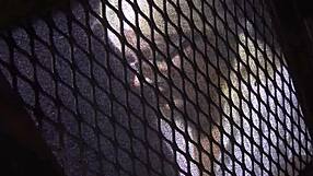 Layla price masturbates in confessional before blowing padre joe