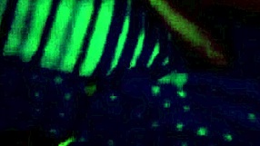 third part of yorgelis kent and erika schwarzenberg video