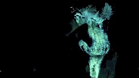 Taboo Vintage Pussy Meets Outdoor Doggy Style Action?