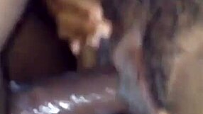 watch that nut burst on ebony?