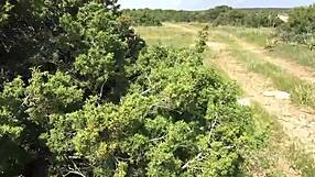 Sasha Rose and Daniella Margot in hot outdoor lesbian action!