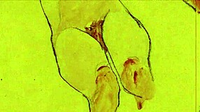 Vintage Erotic Cartoon Art