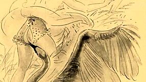 Vintage erotic drawings with bold sensual strokes