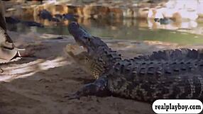 Lovely Badass Babes Checking Out Cranky Crocs in Bikinis