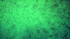 Brunette Babe Teases With Ass Shaking And Worshiping In Panties Try On Haul