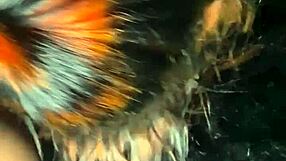 Mass compilation of lace and fishnet sextapes