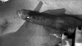 my wife as a sperm deposit, watching guys impregnate her with big black cocks