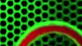 मोटी बदन वाली निम्फो मैगी ग्रीन, जूलिया ऐन के खूबसूरत चेहरे पर बैठती है अब