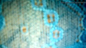 pantaleta azul de mi esposa 1ra parte