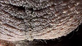 Hey, ever wondered about ablatisque testiculis meaning balls in latin language context?