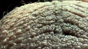 Hey, ever wondered about ablatisque testiculis meaning balls in latin language context?