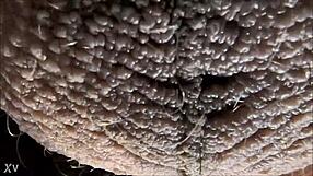 Hey, ever wondered about ablatisque testiculis meaning balls in latin language context?