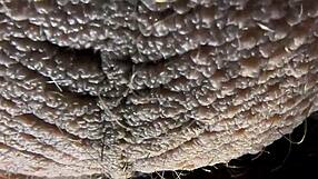 Hey, ever wondered about ablatisque testiculis meaning balls in latin language context?