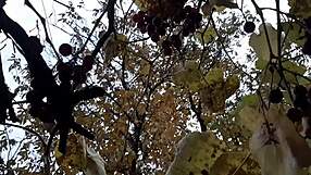 Brunette couple shares passionate autumn romantic sex in hut with hairy beaver and mutual masturbation