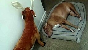 more ways to flaunt zodiac patience minus the solo play