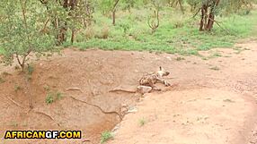 Sexy Ebony Girlfriend's Pussy Pounded Hard by BWC in Amateur Interracial