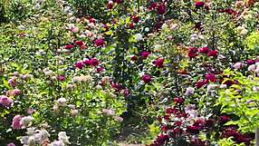 My College Friend Pounds My Tight Pussy Hard in Steamy Romantic Fuck Session!