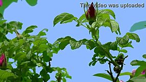 My College Friend Pounds My Tight Pussy Hard in Steamy Romantic Fuck Session!