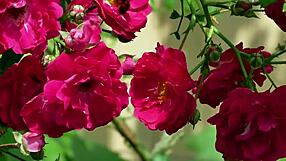 My College Friend Pounds My Tight Pussy Hard in Steamy Romantic Fuck Session!