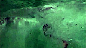 plunge into retro hairy beaver orgy from vintage porn era