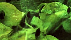 dark lantern uncovers hairy retro pussies and natural tits!