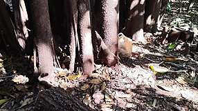 Brazilian Fat Tits Ass Babes Expose Huge Curves in Public Parks