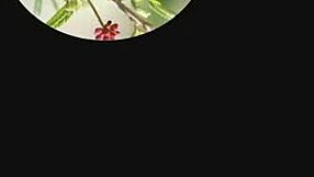 yo hyderabad cam girl sirisha fingers hard 😈💦