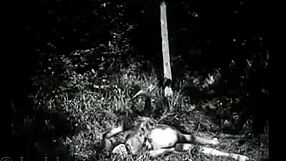 Dark Lantern Entertainment Presents Vintage Classic