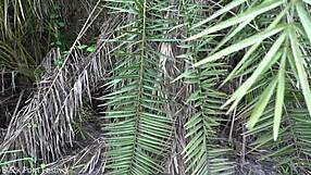 african native beauty cooks fresh meal deep in jungle kitchen