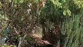 mature wife flashes shaved pussy in secret outdoor garden