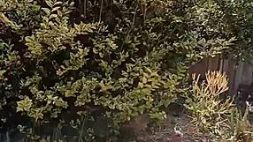 mature wife flashes shaved pussy in secret outdoor garden