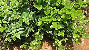 Desi wife pounds neighbor boys' cocks hardcore outdoors in wild frenzy