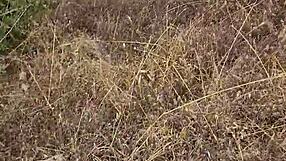 PETITE WIFE SUCKS HUBBY DEEP IN NATURE ON CYPRUS TRIP!
