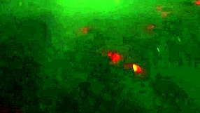 Sexo no barraco da favela com mae e enteada